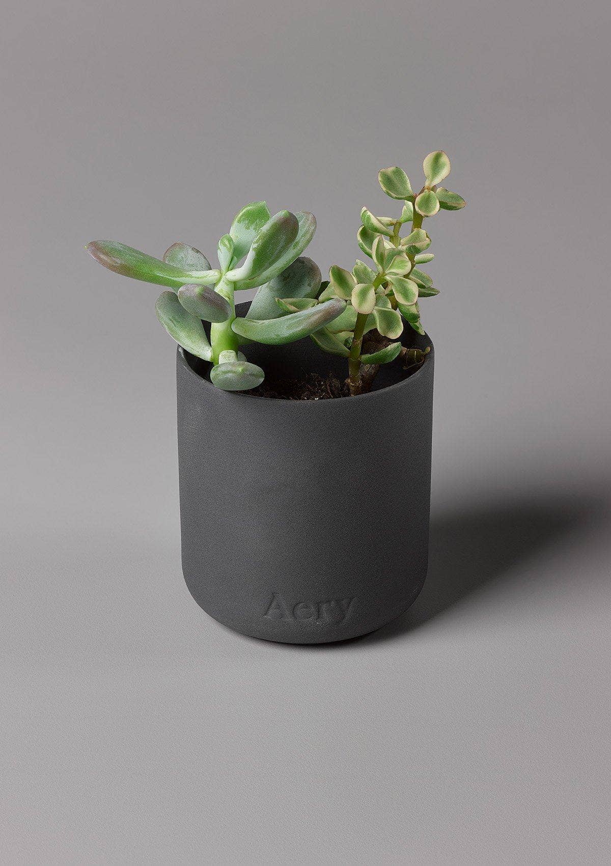 Indian Sandalwood Geurkaars